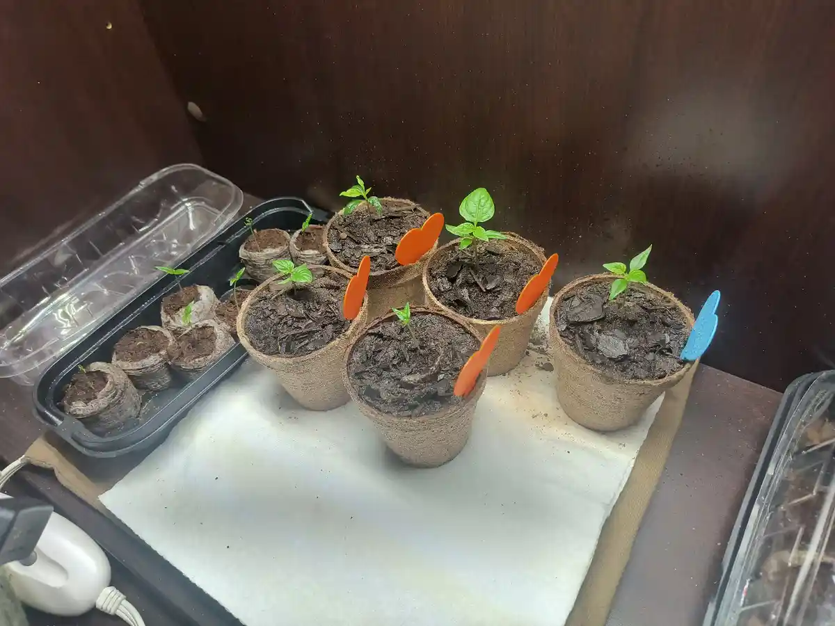 Several small seedlings in biodegradable pots sit on a white cloth inside a wooden enclosure, with some pots marked by…