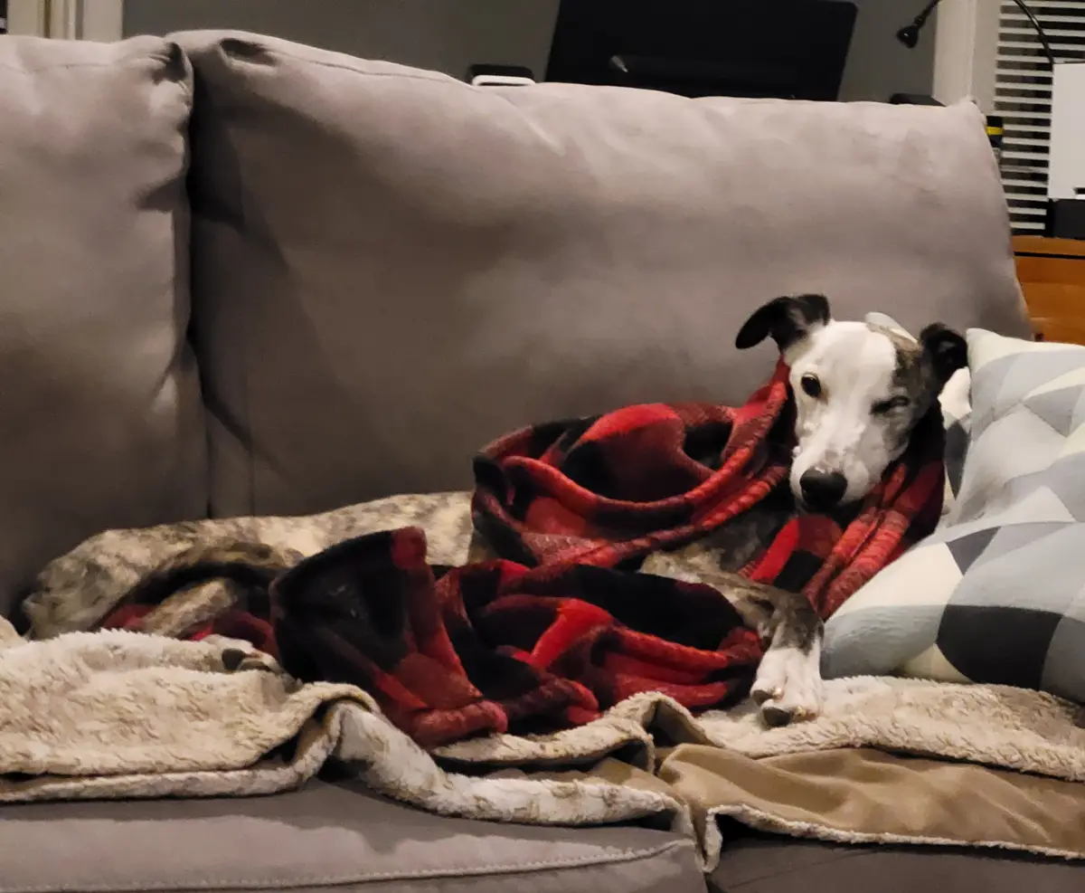 Good Boy Gearing Up for a Michigan Winter