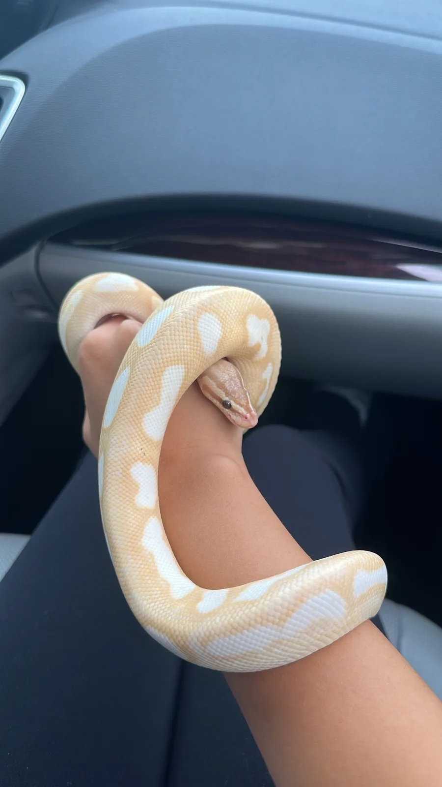 A pale yellow and white patterned snake is coiled around a person's arm inside a car, with the car's dashboard visible in…