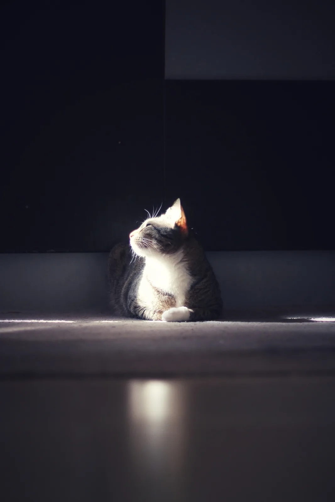 Celebrating 16 Years of Imgur: Here's My Cat Sunbathing Like Royalty