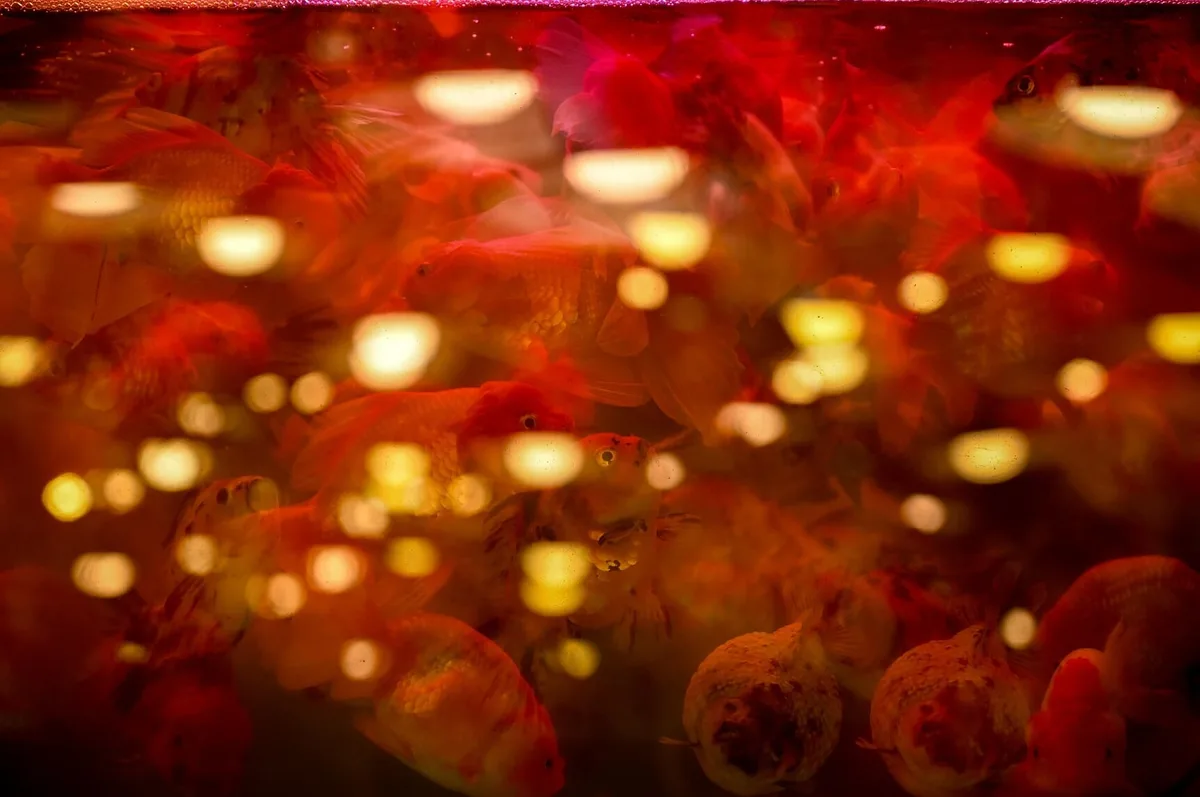 A dense, blurry photograph of many goldfish swimming in a tank under red lighting, with bright yellow circular bokeh effects…