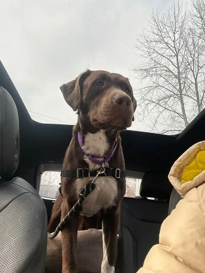 A brown dog with a white chest and a purple collar sits upright in the backseat of a car, looking out the window. The dog is…