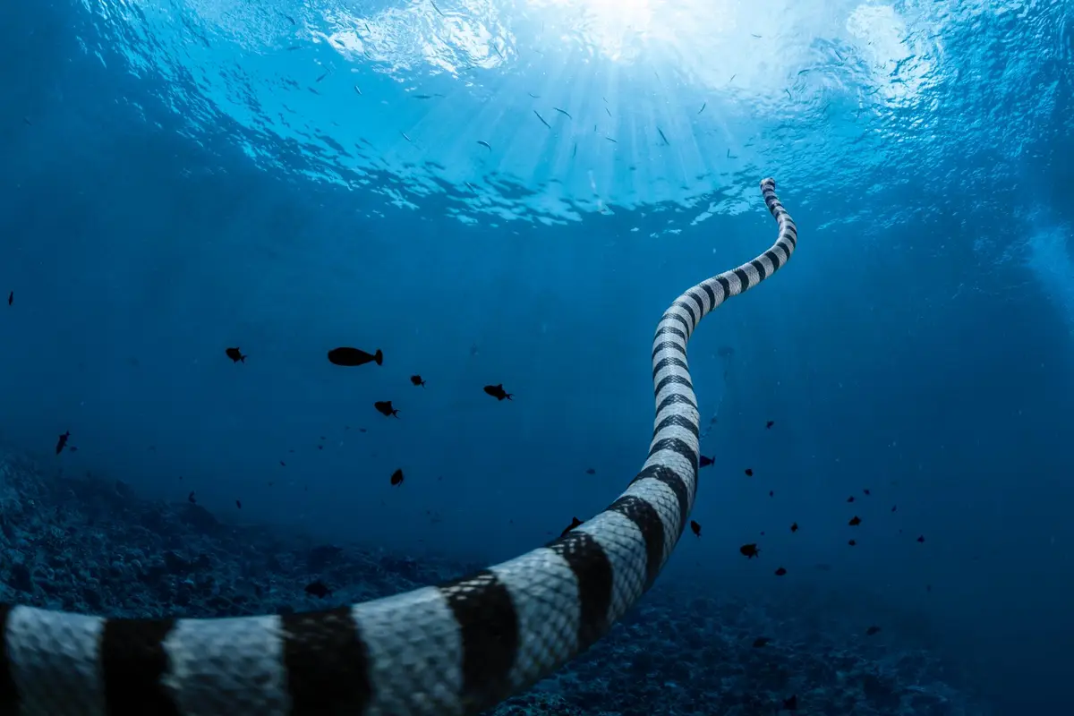An underwater photograph shows a large sea snake with black and white stripes swimming diagonally upward toward the sunlit…