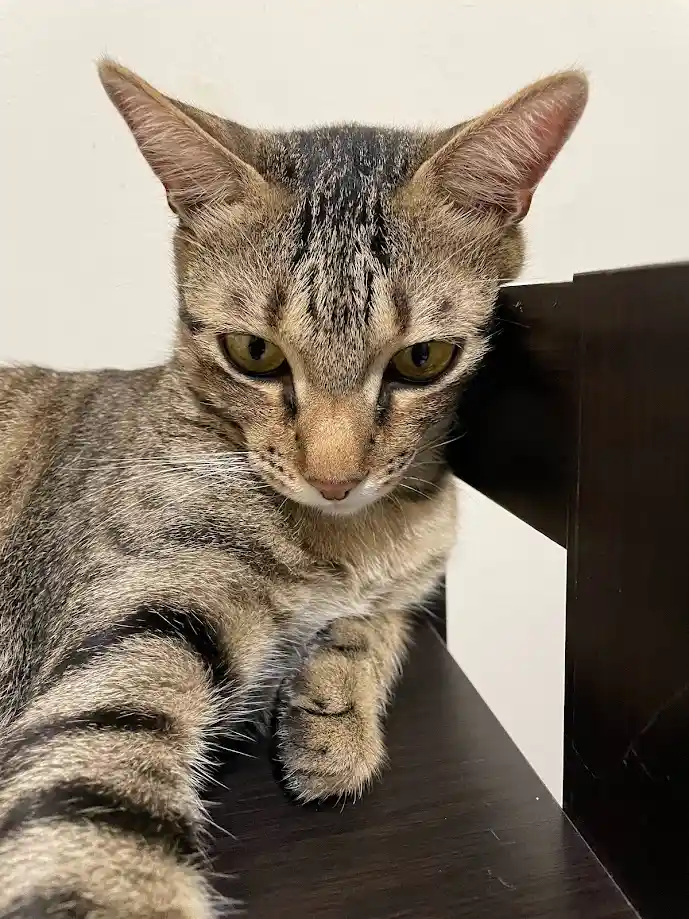 The Adorable Cat: A Feline's Day in the Spotlight