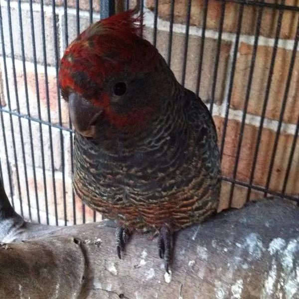 A close-up photo of a red-headed parrot with dark, patterned feathers perched on a wooden branch inside a metal-barred cage…