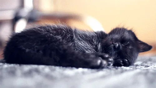The image shows a black kitten sleeping curled up on a gray textured surface, with six identical panels arranged in two rows…
