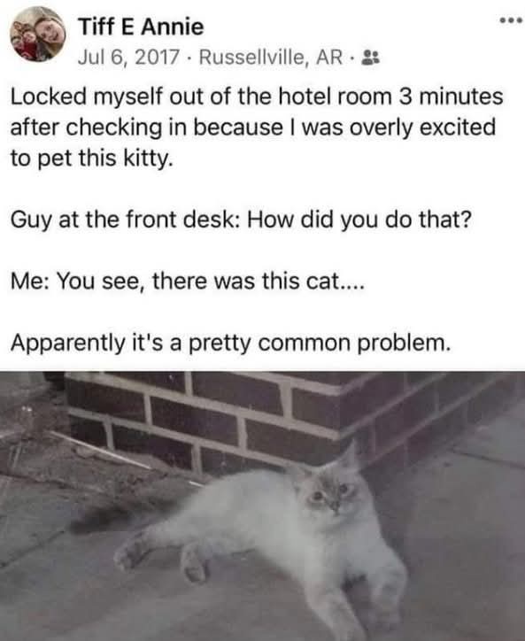 A white cat with grey markings lounges on a concrete surface near a brick wall. The image is overlaid with text from a…