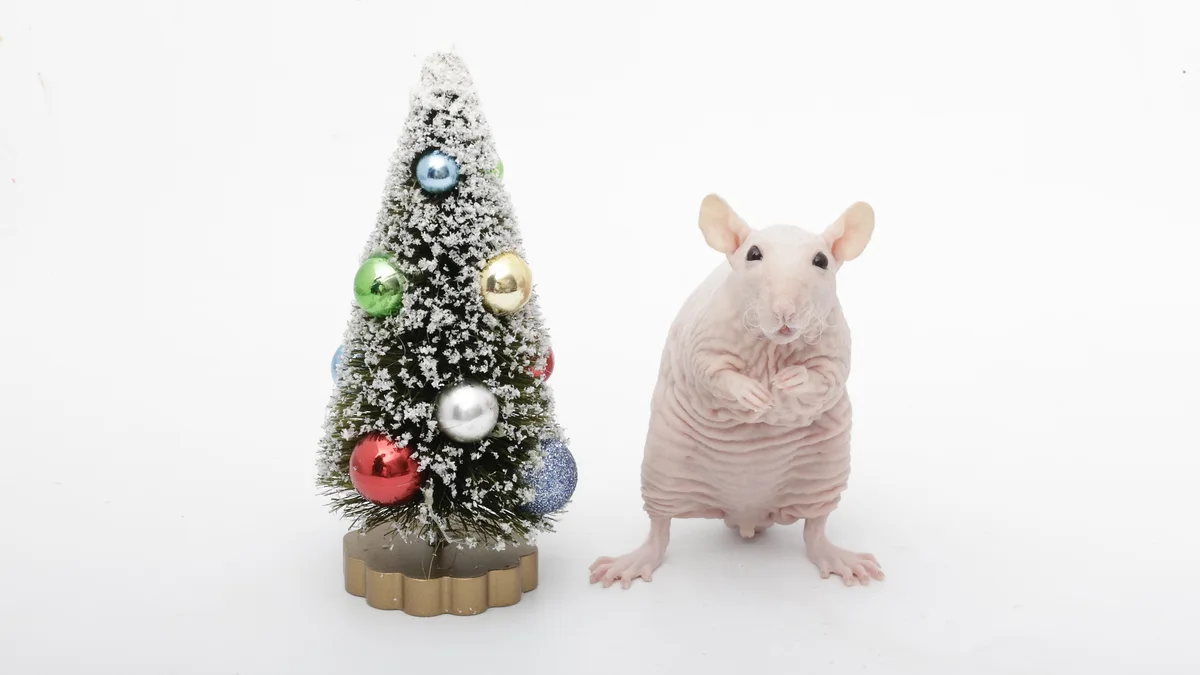 A hairless pink rat stands upright next to a small, decorated Christmas tree with colorful ornaments and artificial snow…