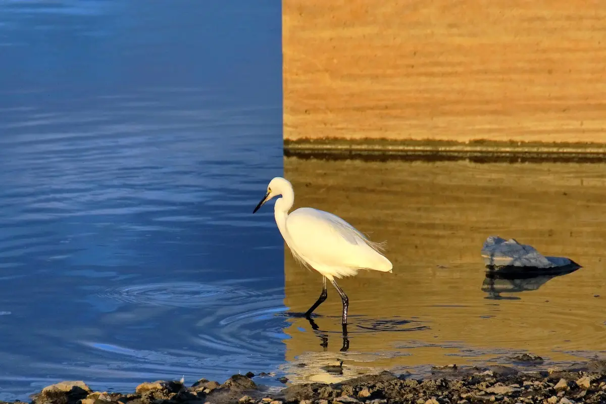 A white egret stands in shallow water where the surface reflects a sharp vertical division between blue and golden hues…