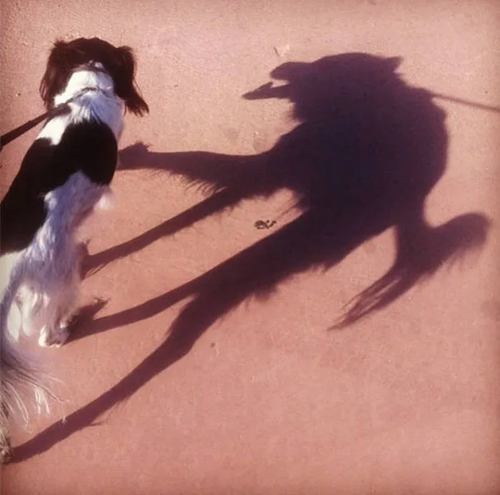 A small black and white dog on a leash casts a shadow that looks like a menacing werewolf with a long tail and sharp teeth…