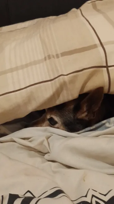 A dog is peeking out from under a beige and brown striped blanket on a bed, with its eyes wide open and ears perked. The…