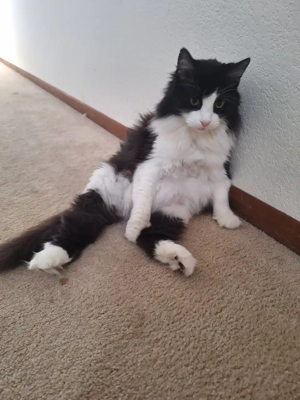 A black and white long-haired cat sits on a beige carpet near a wall, looking directly at the camera with a relaxed…