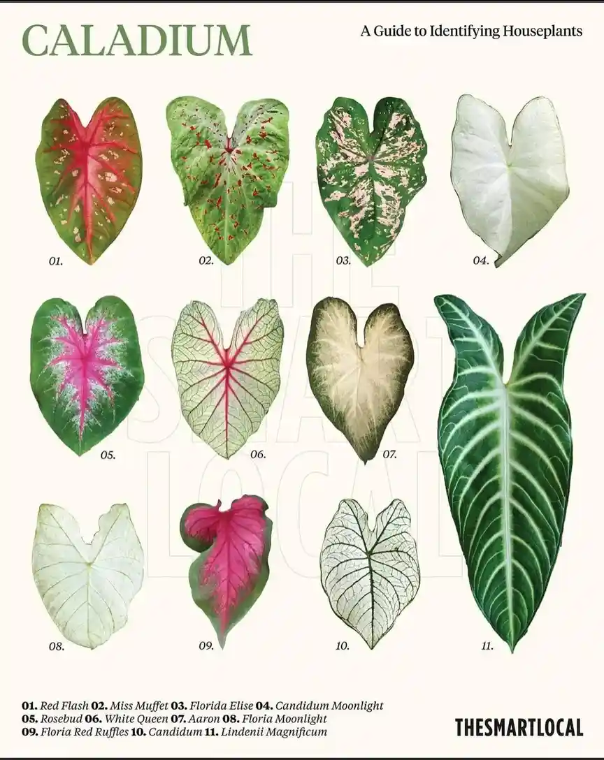An illustrated guide titled 'CALADIIUM A Guide to Identifying Houseplants' displays eleven distinct caladium leaf varieties…