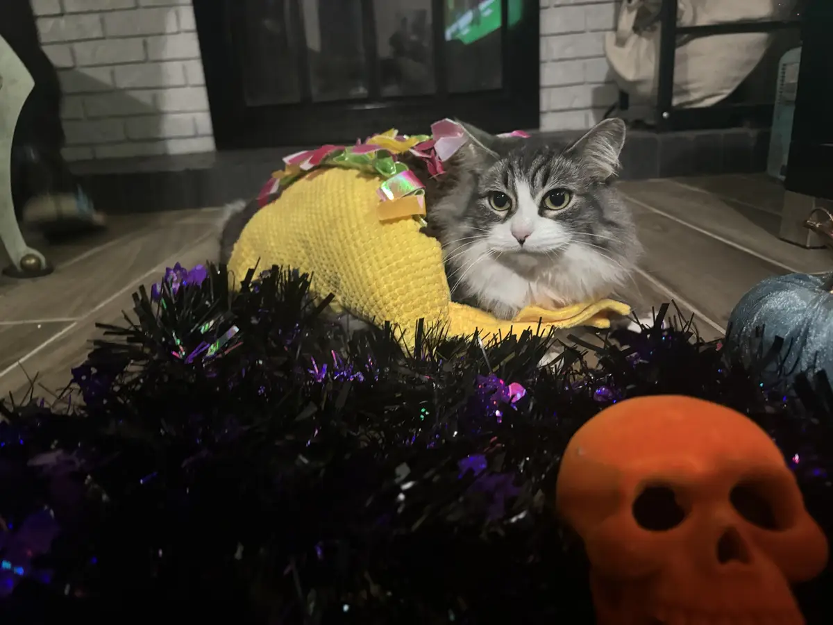 A fluffy gray and white cat wearing a yellow knitted taco costume with colorful paper 'taco toppings' sits on a floor…