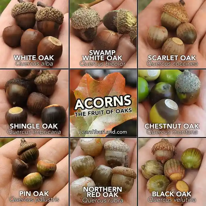 A 3x3 grid displays various types of acorns held in human hands, each labeled with its oak species name and scientific name…