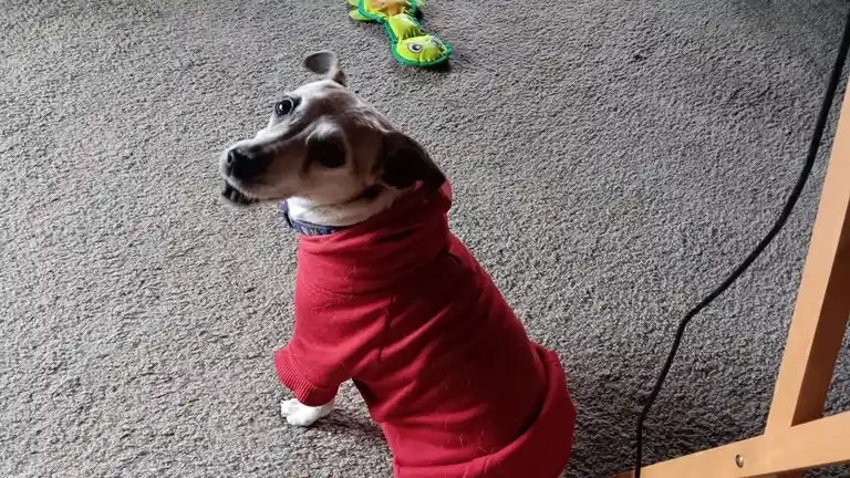A small dog wearing a red hoodie sits on a gray carpet, looking up with an expression that seems to convey confusion or…
