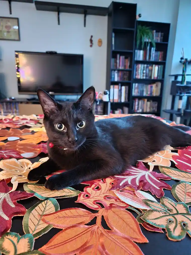 A black cat with wide, startled eyes lies on a colorful embroidered tablecloth featuring autumn leaves. The cat wears a red…