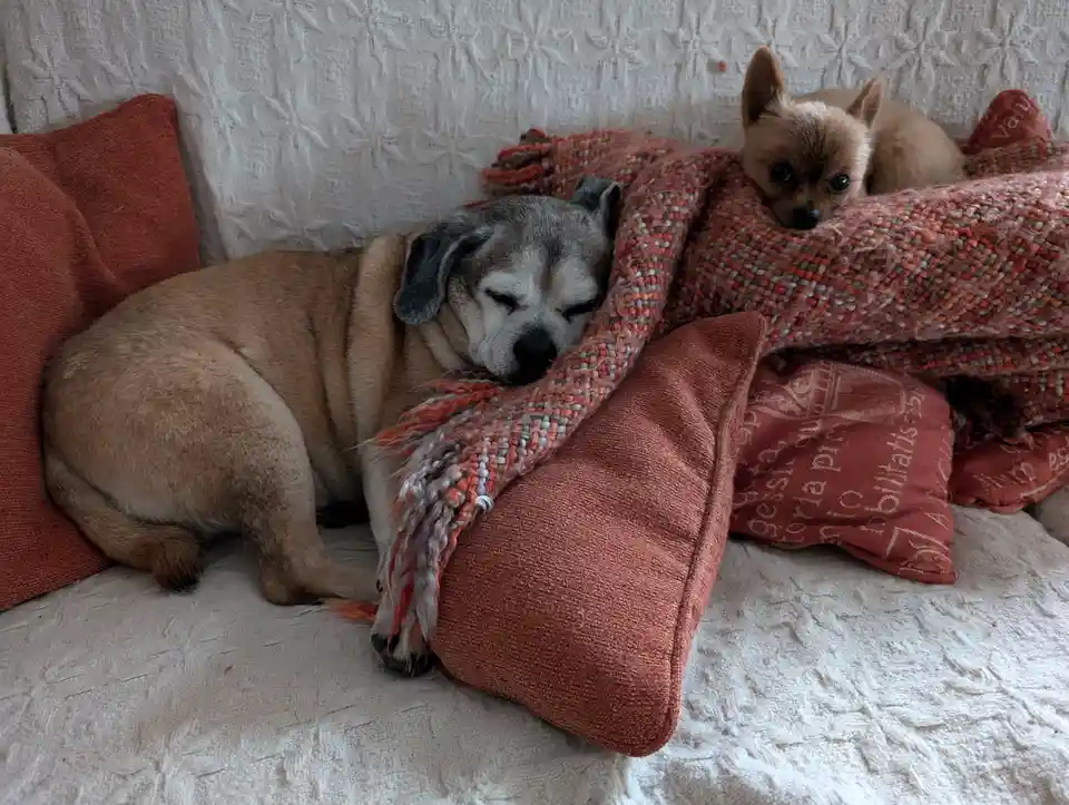 A large, sleepy-looking dog with gray and tan fur is curled up asleep on a couch, partially covered by a fringed orange and…