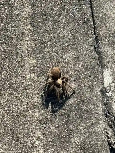 A large, hairy tarantula spider is seen walking on a rough, gray concrete surface under bright sunlight, casting a distinct…
