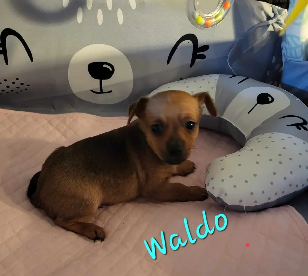 A small brown puppy with floppy ears lies on a pink quilted blanket inside a baby playpen decorated with cartoon bear faces…