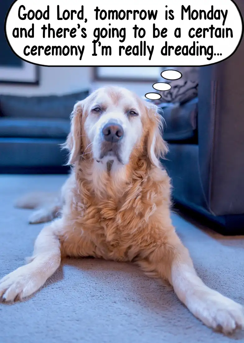 I Relate to This Dog on a Spiritual Level