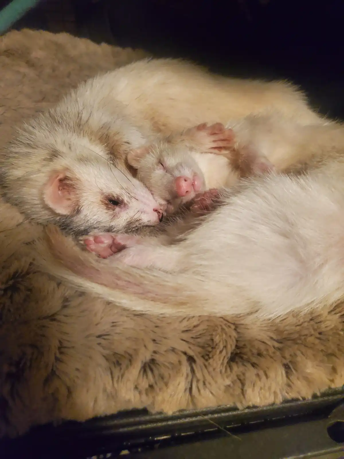 Two light-colored ferrets are curled up together in a fluffy, brownish bed, appearing to be asleep. One ferret is nestled…