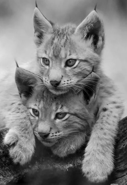 A black-and-white photo shows two young lynx kittens cuddling on a tree branch, one resting its head on the other. The top…