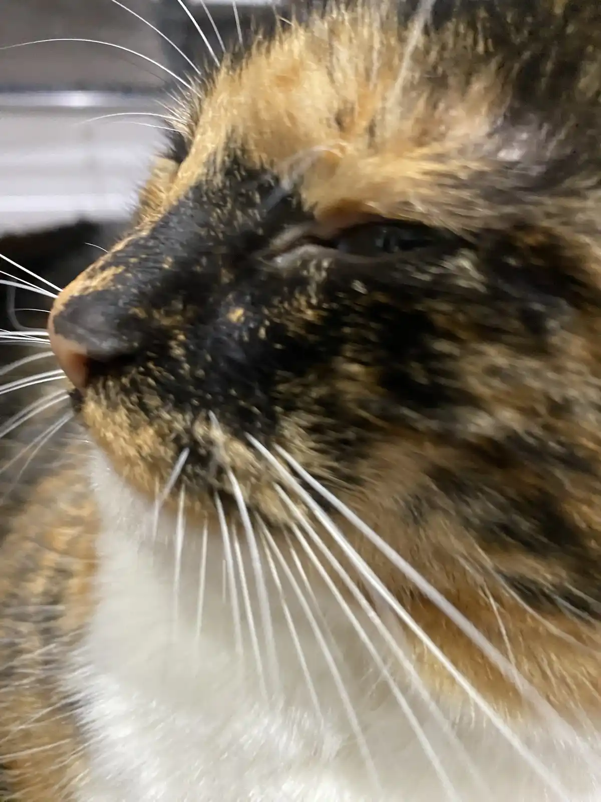 A close-up, slightly blurry photo of a calico cat's face, showing its nose, whiskers, and fur pattern of black, orange, and…