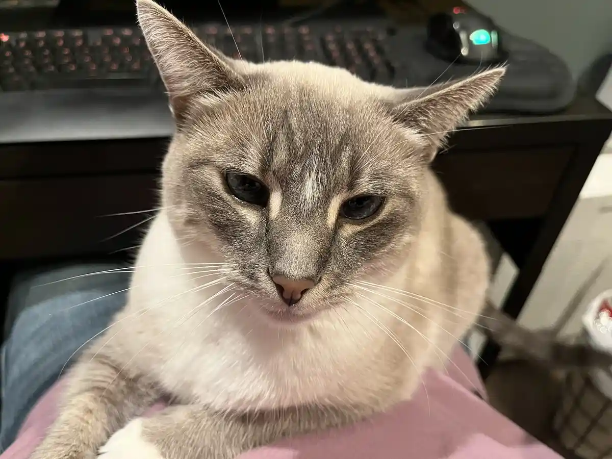 Daily Dose of My Cat Ivy: Day 330
