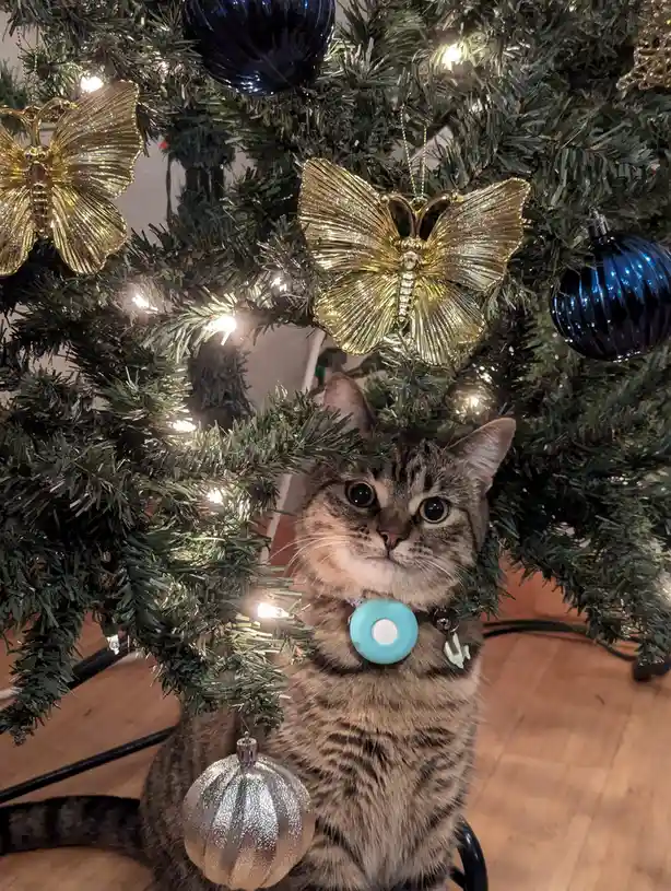 A tabby cat with wide, startled eyes sits nestled among the branches of a decorated Christmas tree, surrounded by gold…