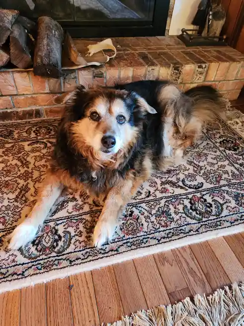 Peanut the Dog's Daily Adventures - Day 1570