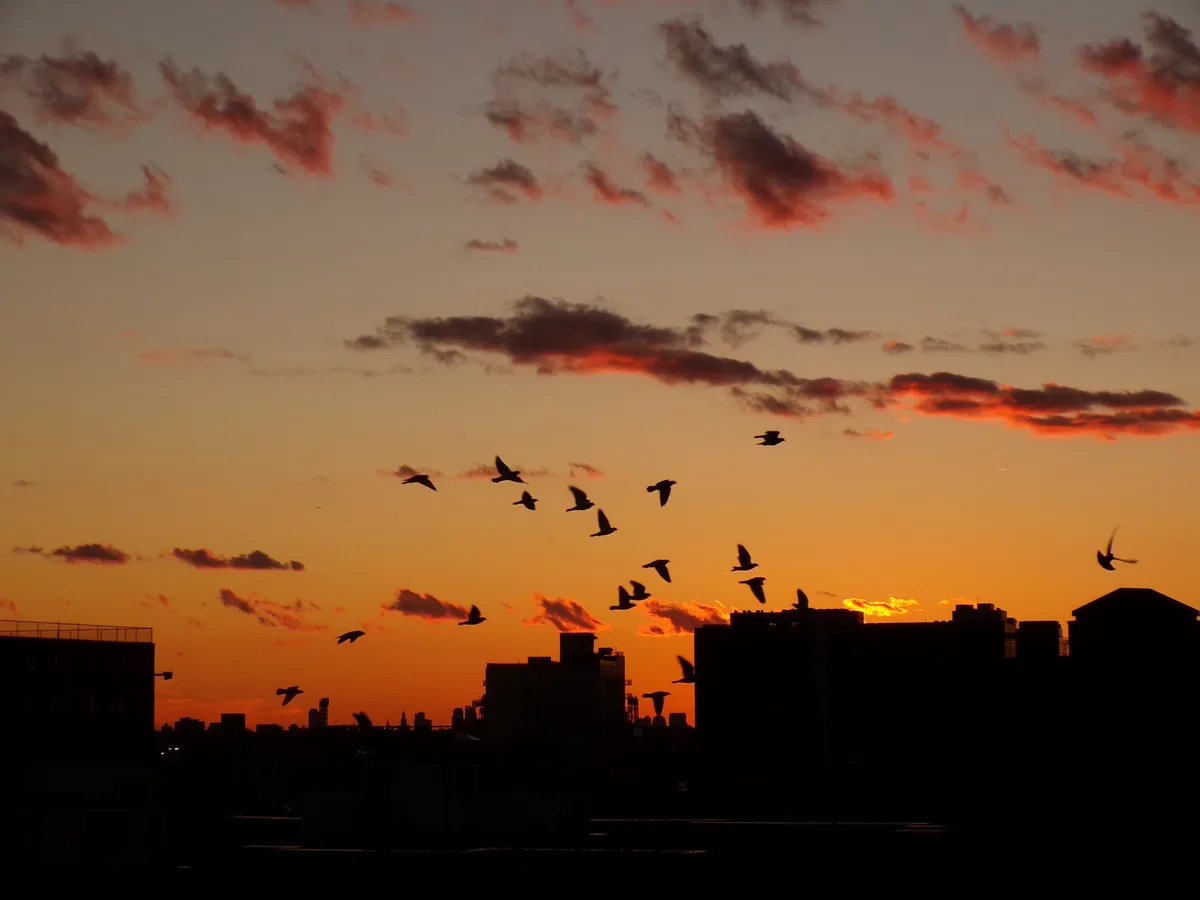 A silhouette of birds flying across a vibrant orange and red sunset sky over a city skyline. The overlaid text reads 'i'm…