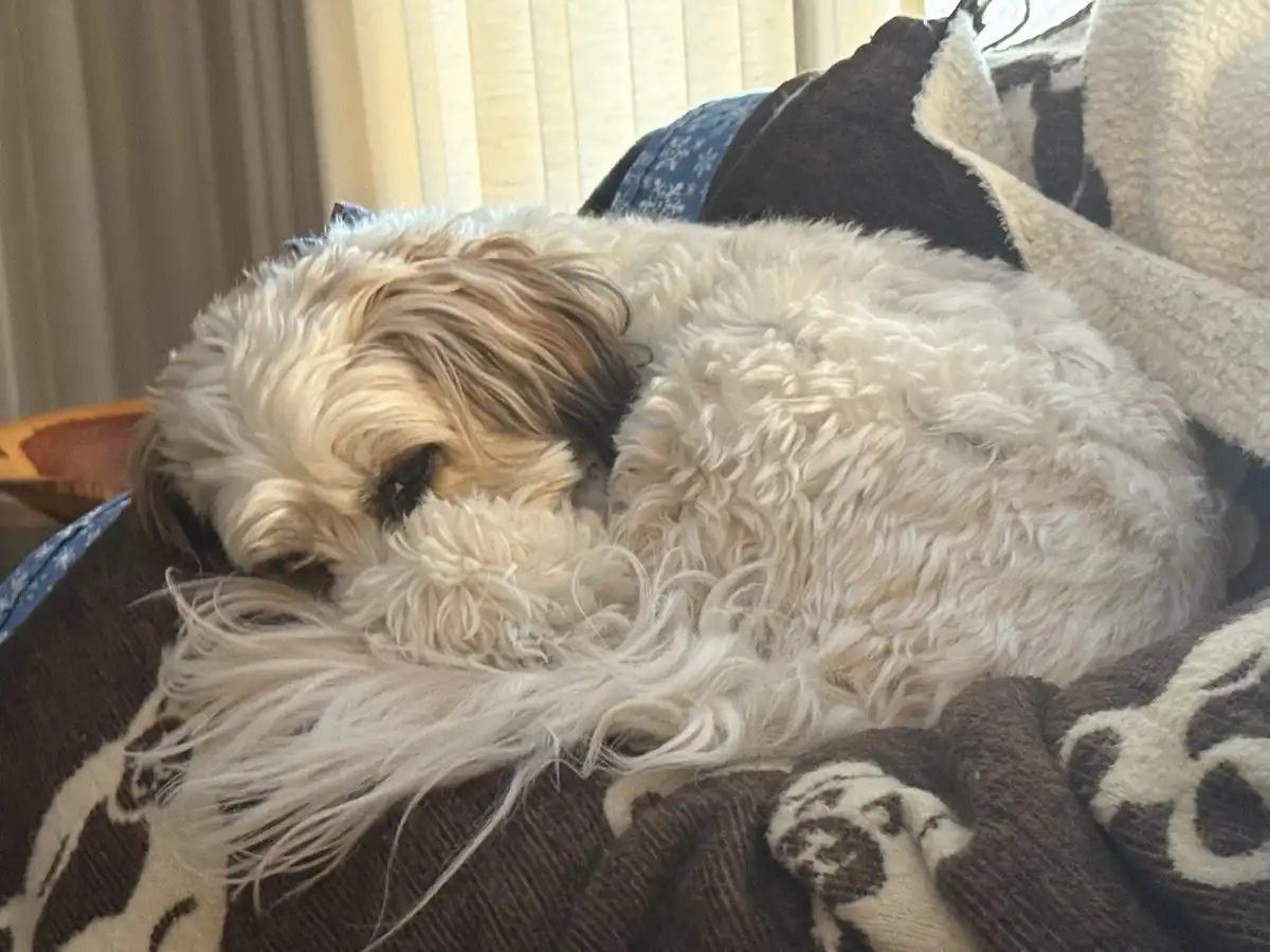 A fluffy, light-colored dog with long, shaggy fur is curled up and sleeping soundly on a patterned blanket with paw prints…