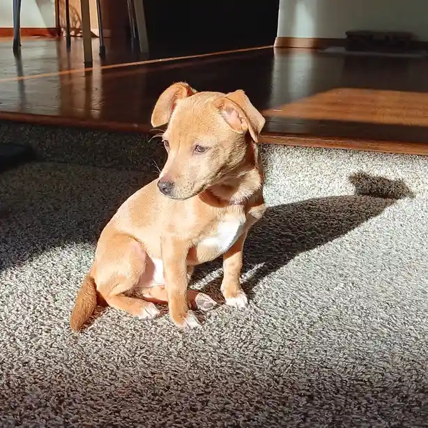 A small, light brown puppy with floppy ears sits on a beige carpet, bathed in sunlight streaming from the side. The dog’s…