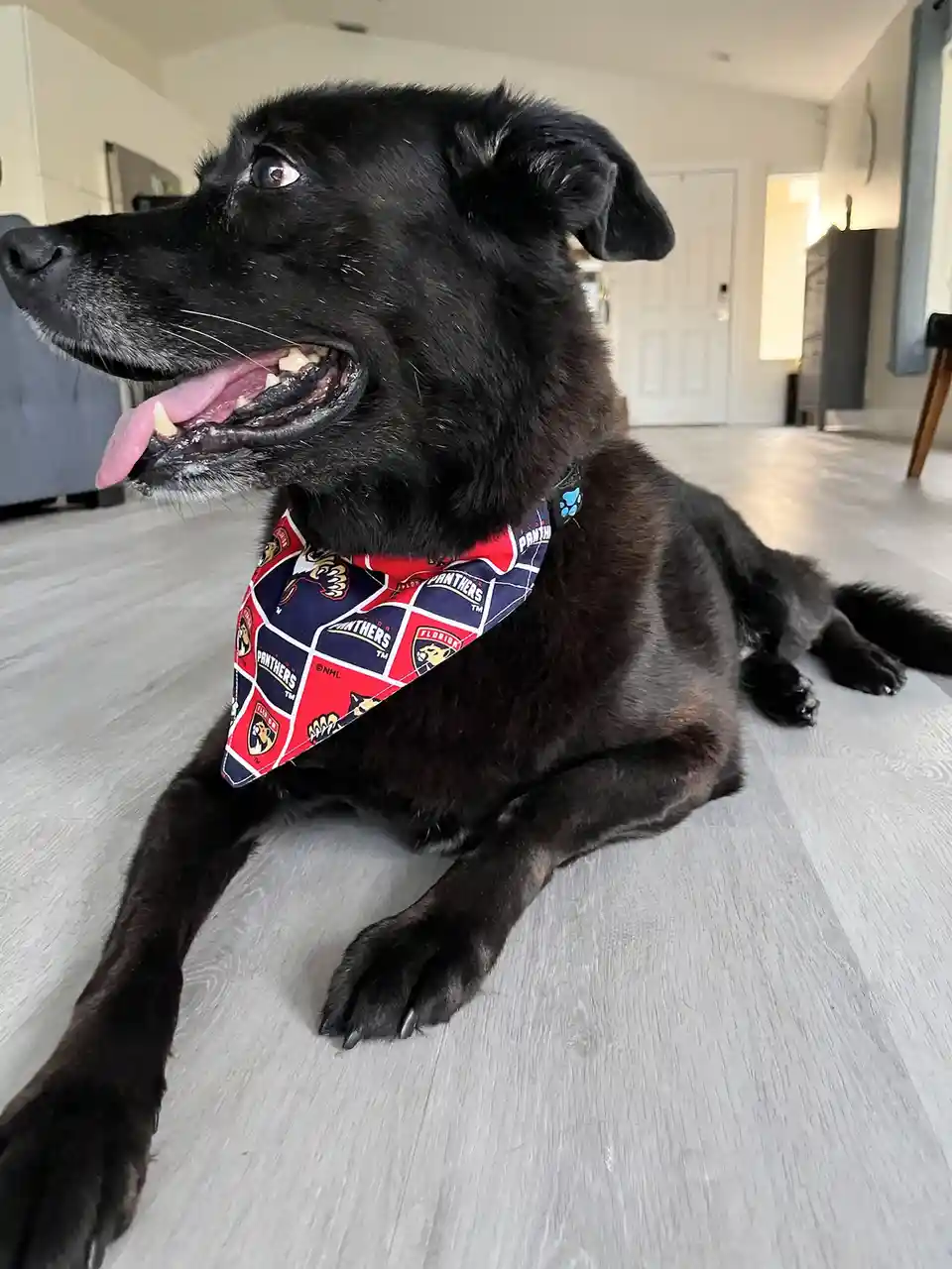 A black dog with its tongue out and mouth open sits on a light-colored wooden floor, wearing a red and blue bandana with…