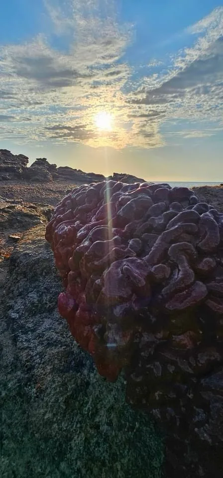 a close-up photo of a large, reddish-purple, brain-like coral formation on a rocky shoreline at sunset, with the sun shining…