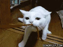Dive into Nostalgia with Our Retro Gif Collection: Part 12