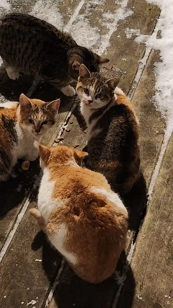 Four cats gather around scattered kibble on a snowy, wooden surface. One cat looks directly at the camera with a…