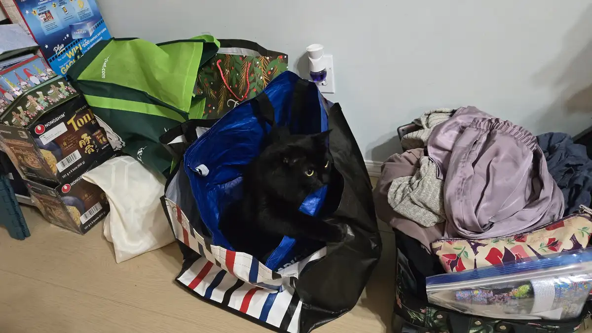 The Unexpected Stowaway