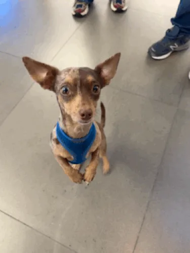 A small brown and tan dog wearing a blue harness sits upright on a tiled floor, looking directly at the camera with wide…