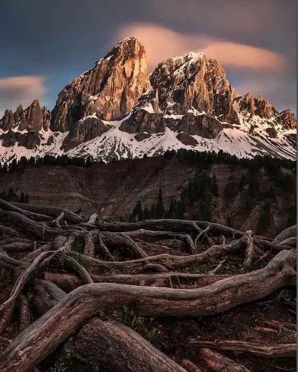 A scenic mountain landscape with snow-capped peaks under a twilight sky, with a foreground of tangled, weathered tree roots…