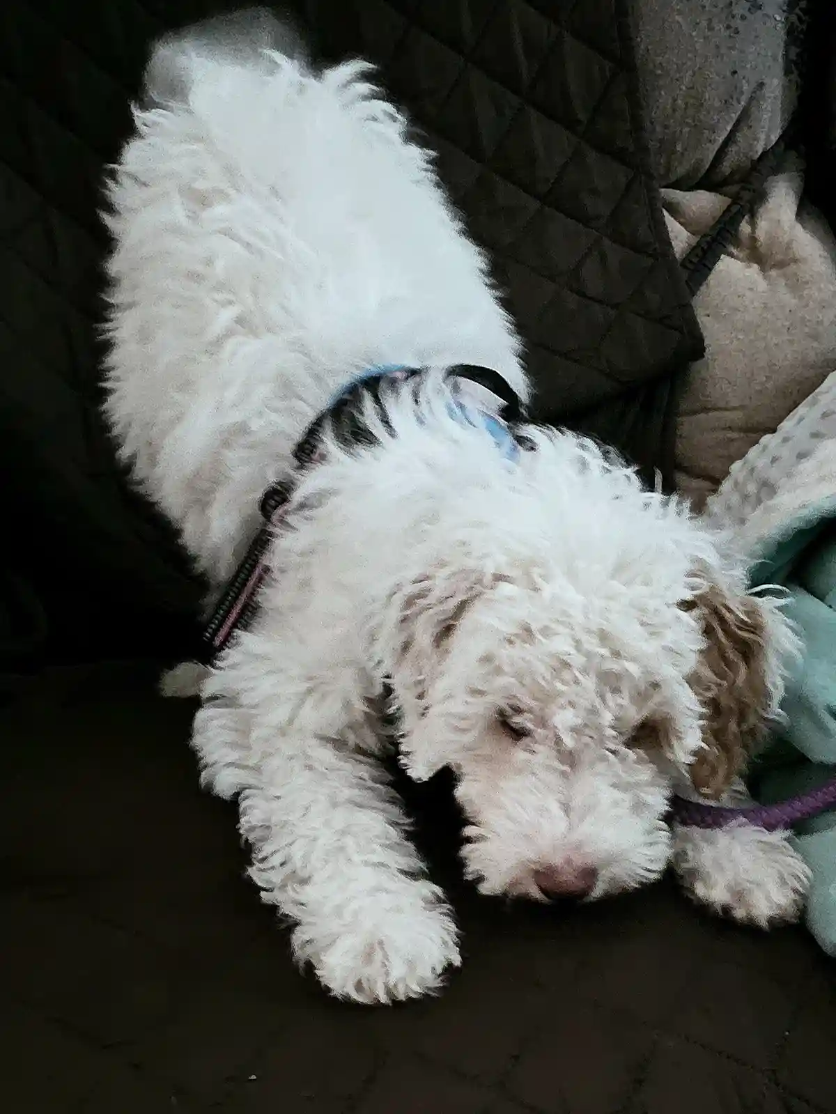 Zsa-Zsa Perfects the Art of the Play Bow with a Tail Wag
