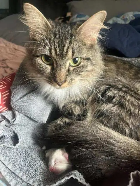 A fluffy tabby cat with green eyes and a white chest is lying on a gray towel, looking directly at the camera with a serious…