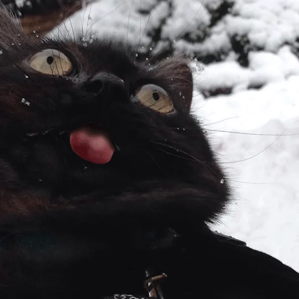 The sound of joy: Boioioioing!