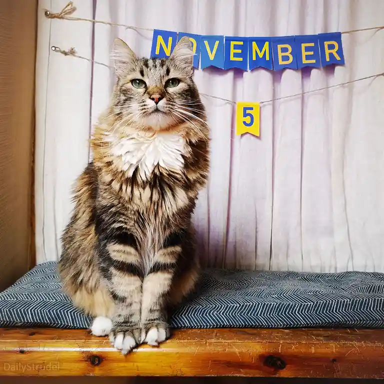 A fluffy tabby cat with green eyes sits upright on a wooden bench with a blue patterned cushion, looking directly at the…