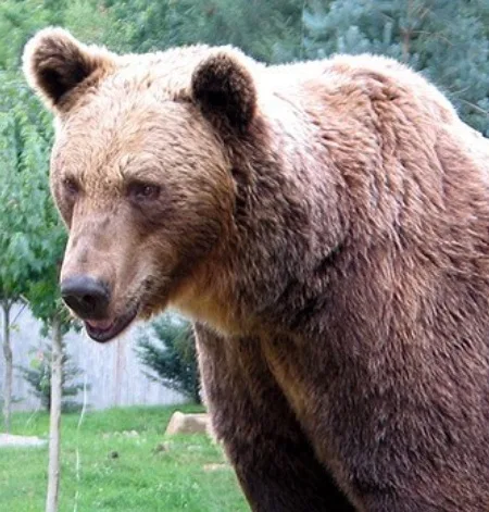 A close-up photograph of a large brown bear standing in a grassy outdoor area with trees and a fence in the background. The…