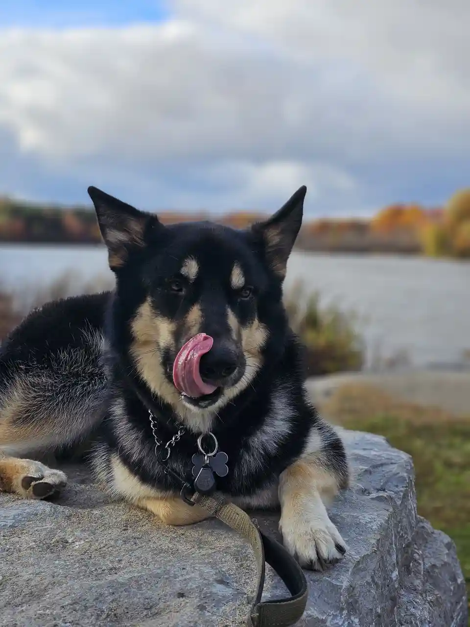 Wishing You a Joyful Mutt Day Celebration!