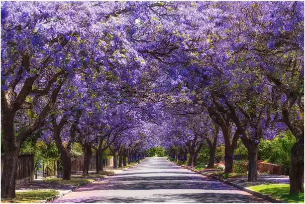 Elegance in shades of purple