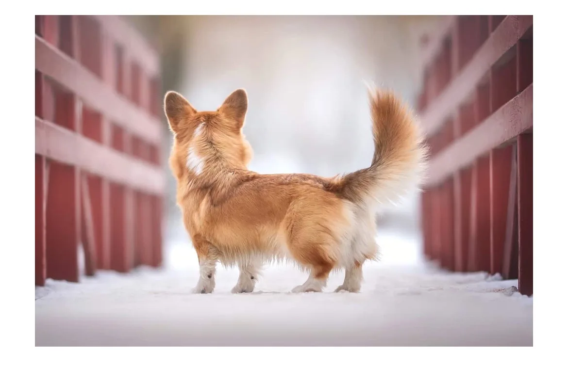 I just discovered that Corgis are born with tails and they get docked! Mind blown!