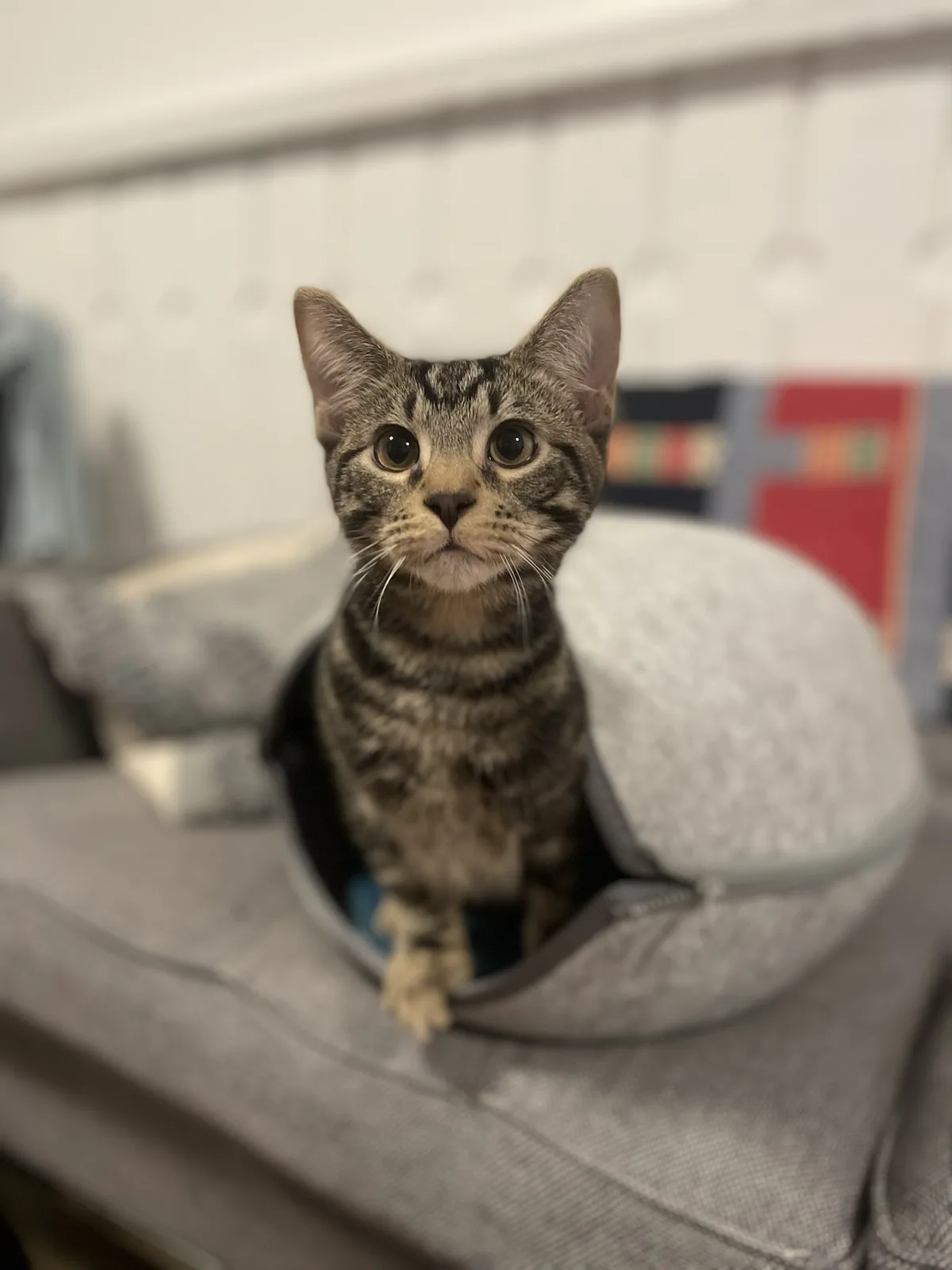 A tabby cat with wide, innocent eyes sits upright in a gray, round, zippered cat bed placed on a gray couch. The cat's front…
